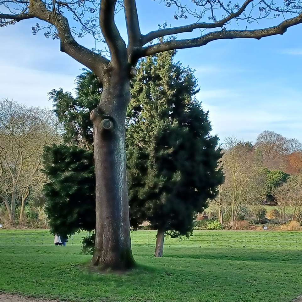 деревья в парке онлайн-пазл