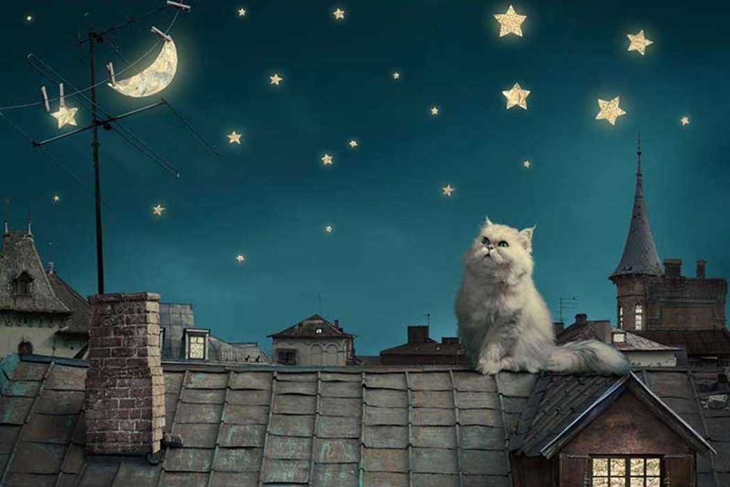 kočka na střeše skládačky online