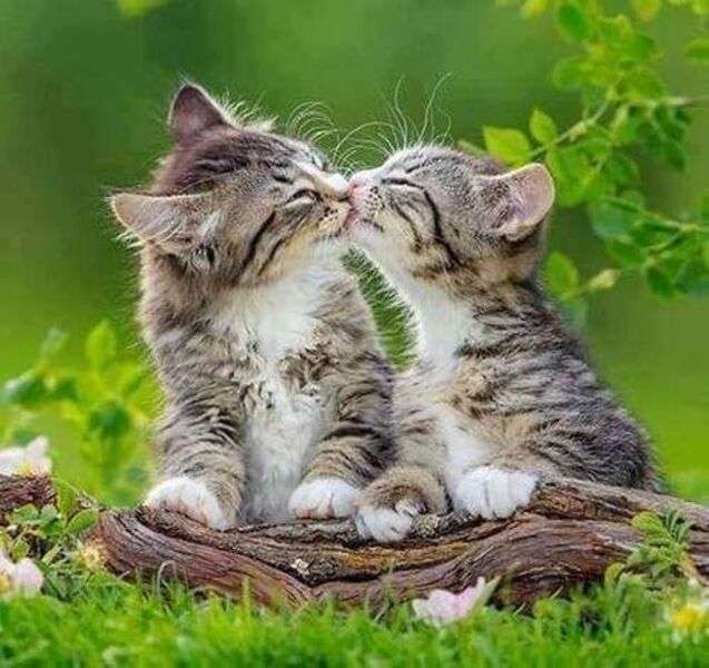 dois gatinhos se beijando quebra-cabeças online