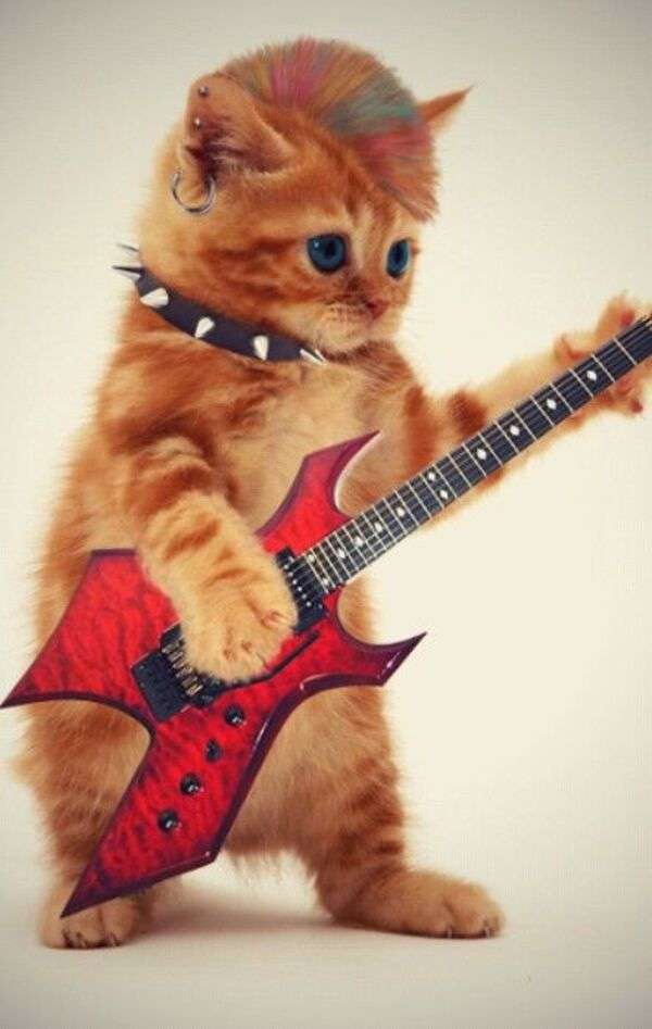 Gatito tocando guitarra rompecabezas en línea