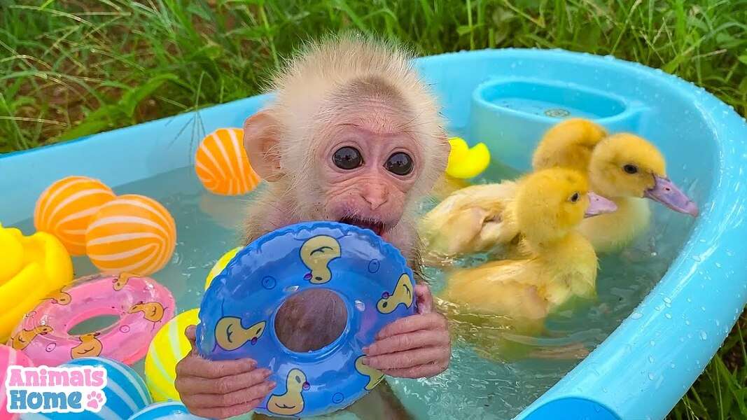 Tender Monkey Bibi #8 legpuzzel online