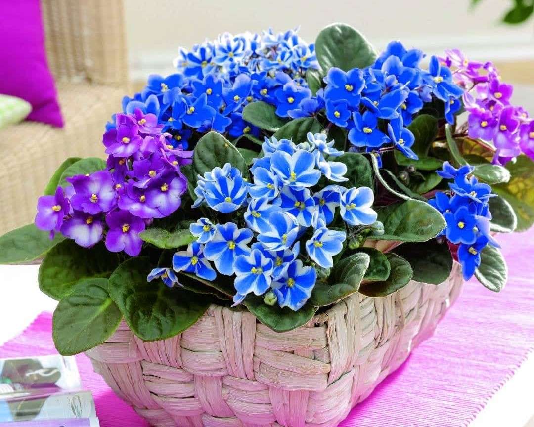 African violets in a casing jigsaw puzzle online