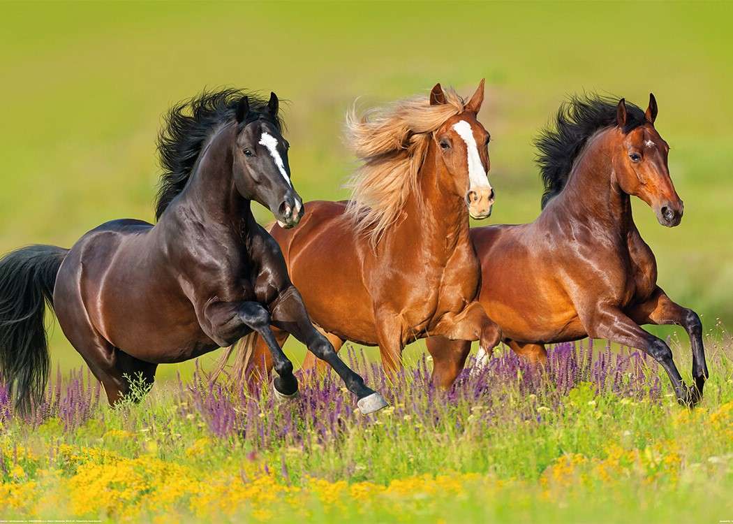 Τρία άλογα σε καλπασμό παζλ online