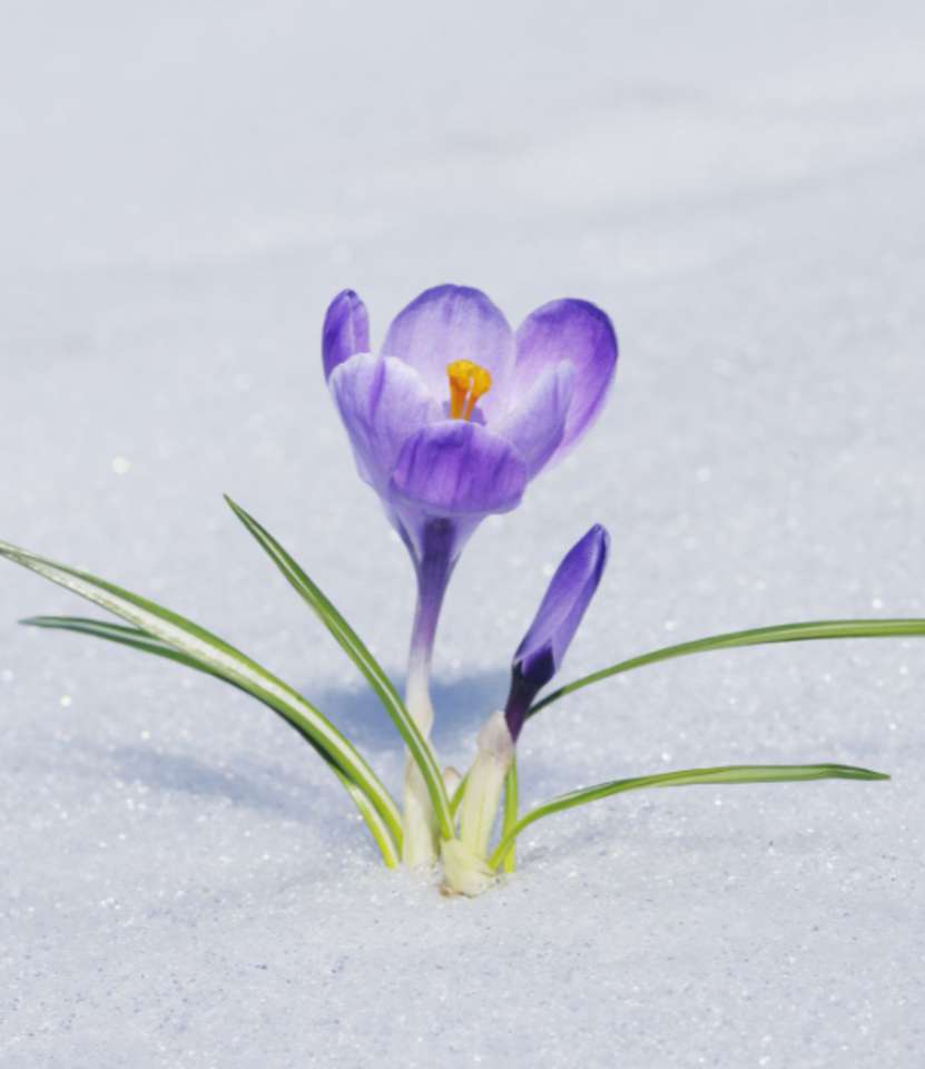 Télen virágzik kirakós online