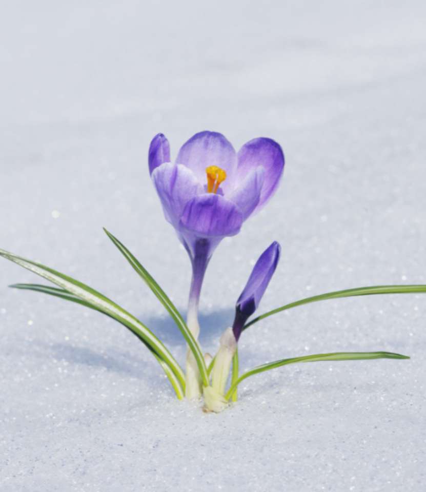 Blooming in Winter jigsaw puzzle online