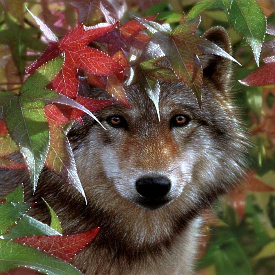 lobo entre las hojas rompecabezas en línea