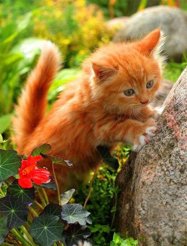 gyönyörű cica a kertben kirakós online