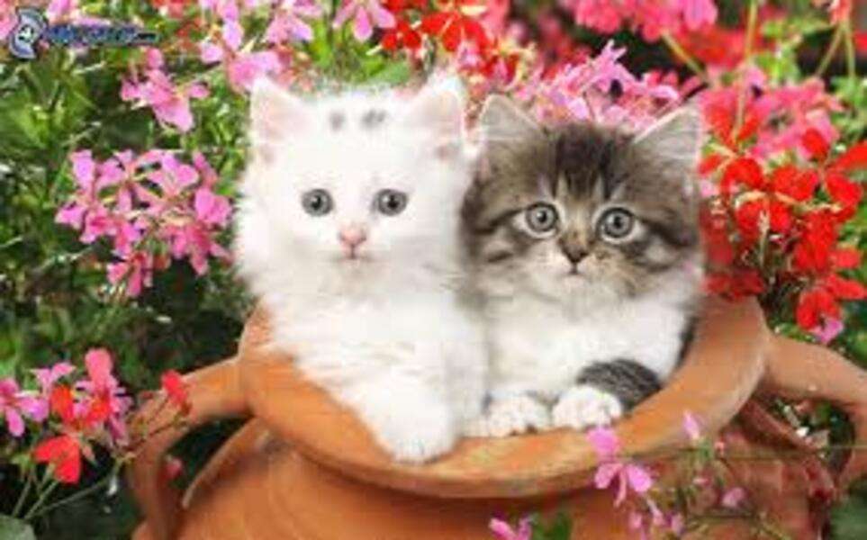 Dos gatitos dentro de una vasija rompecabezas en línea