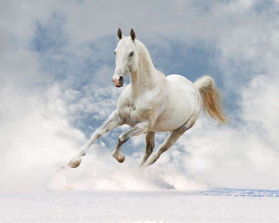 Fehér ló fut a tenger mellett kirakós online