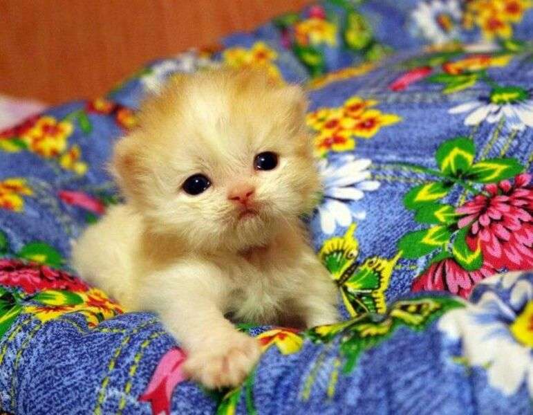 Aranyos cica könnyes szemekkel online puzzle