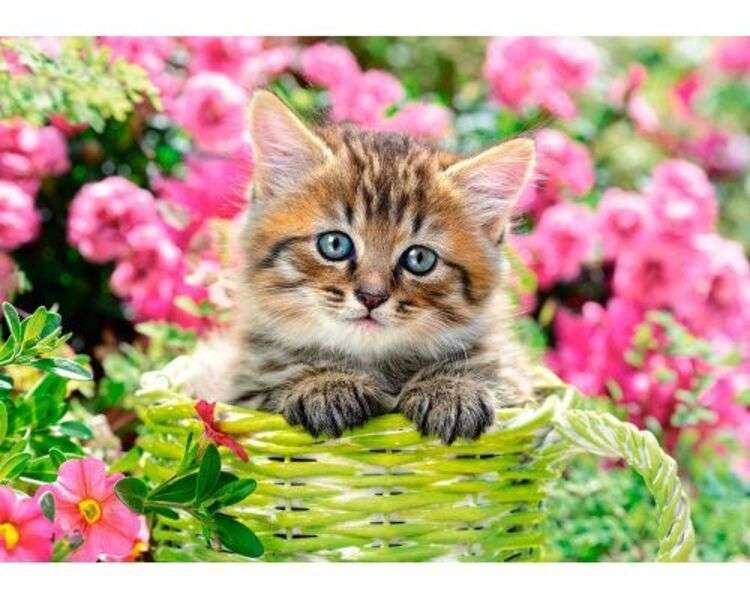 bellissimo gattino occhi azzurri puzzle online