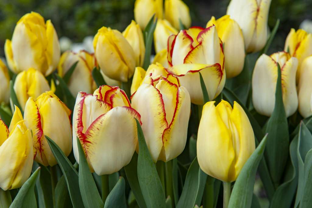 žluté tulipány skládačky online