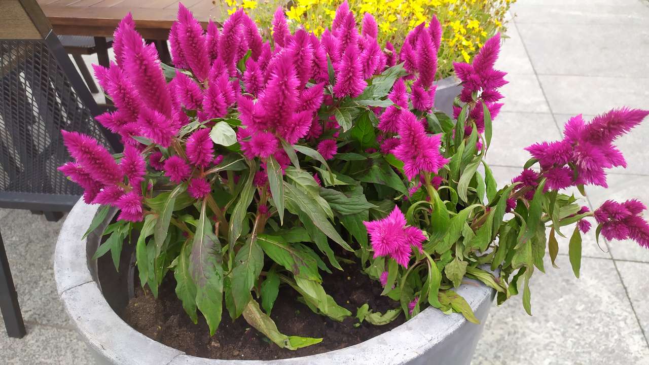 花でいっぱいの植木鉢 ジグソーパズルオンライン