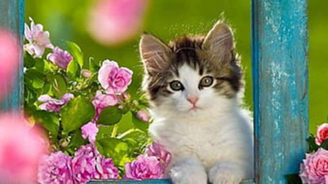 γατάκι σκαρφαλωμένο στο κιγκλίδωμα παζλ online