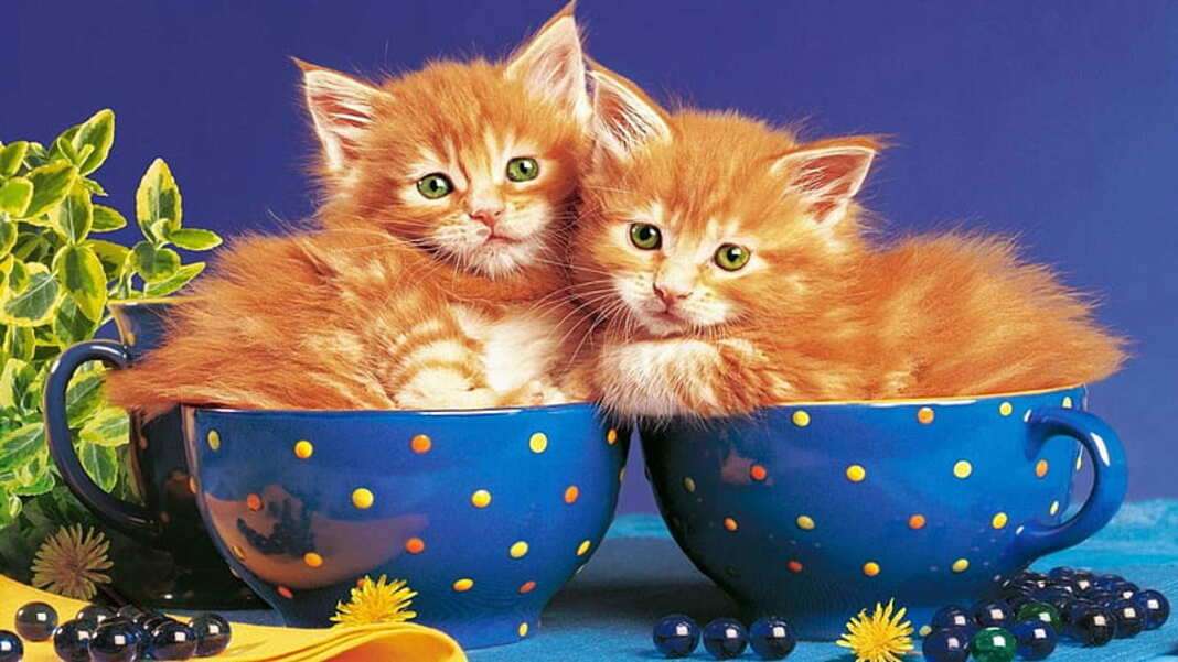 Kiscicák egy csészében (3) kirakós online