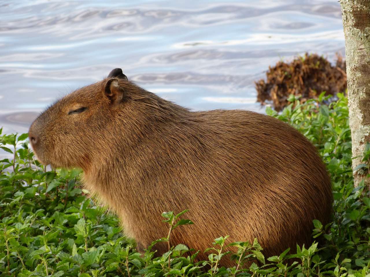 capybara παζλ online