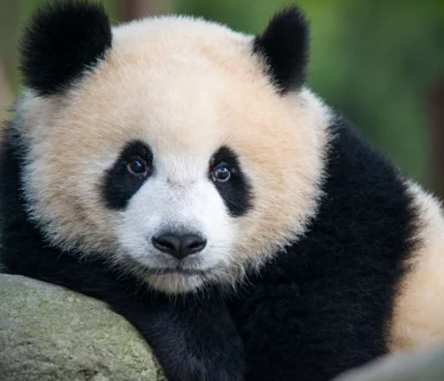 animais panda puzzle online