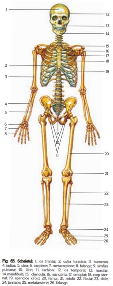 O esqueleto do corpo humano puzzle online
