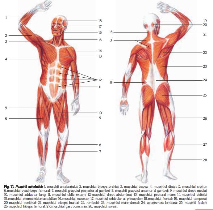 The Muscular System online puzzle