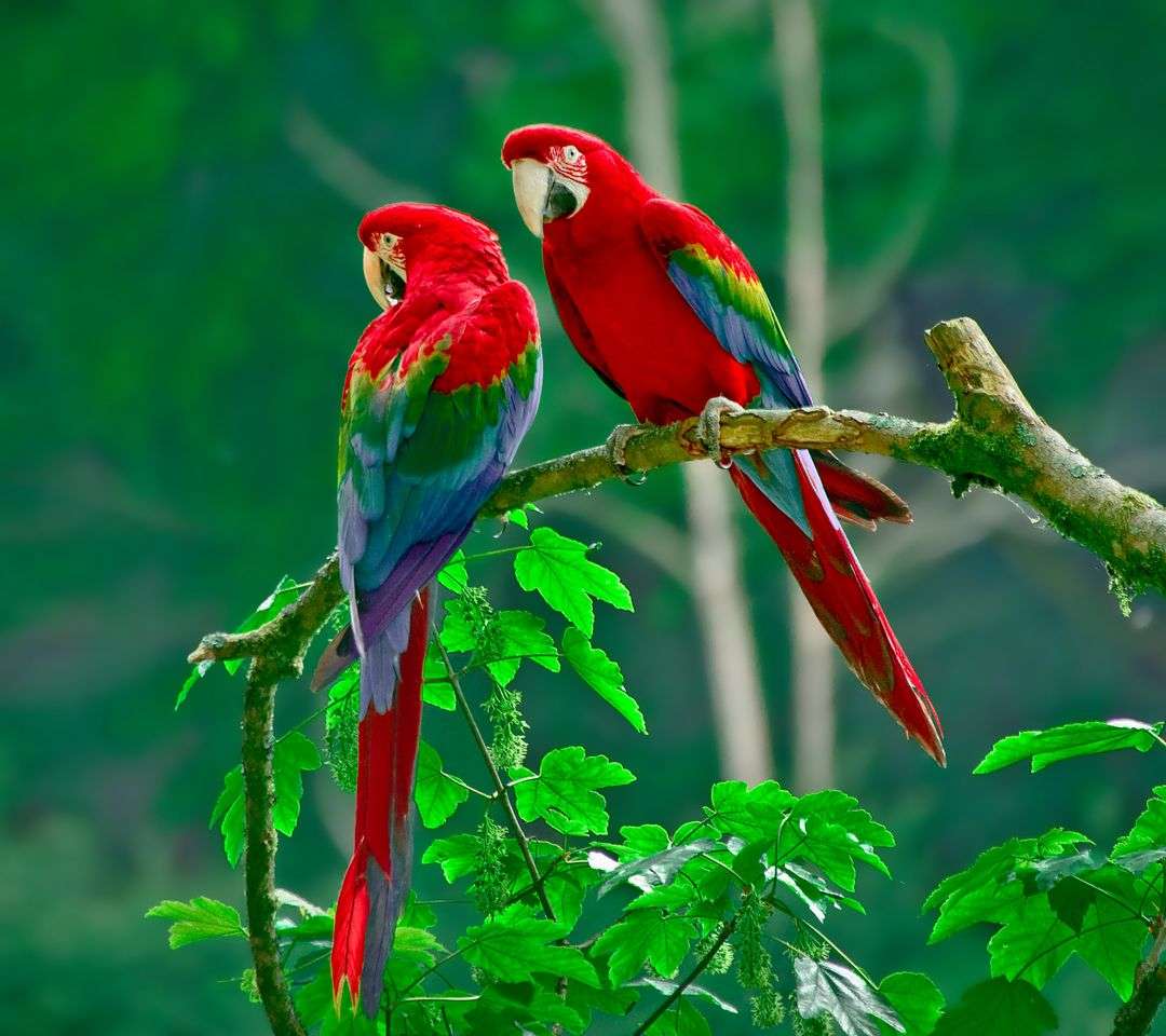 Δύο πολύχρωμοι παπαγάλοι παζλ online
