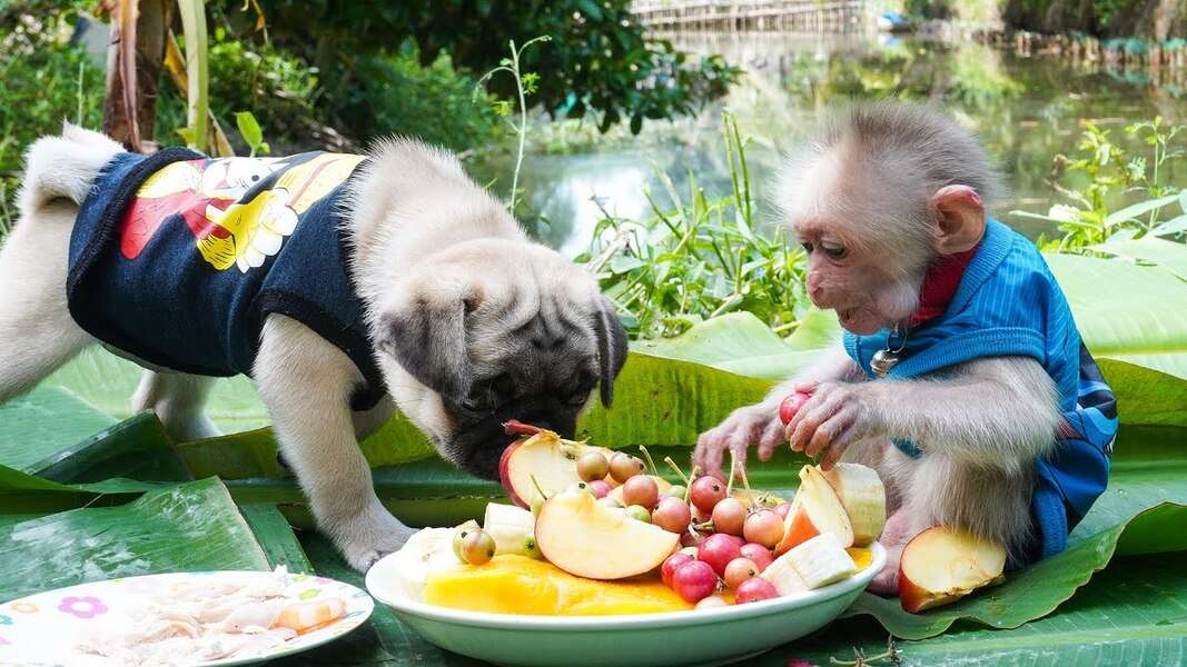 Τρυφερή μαϊμού Bibi #14 online παζλ