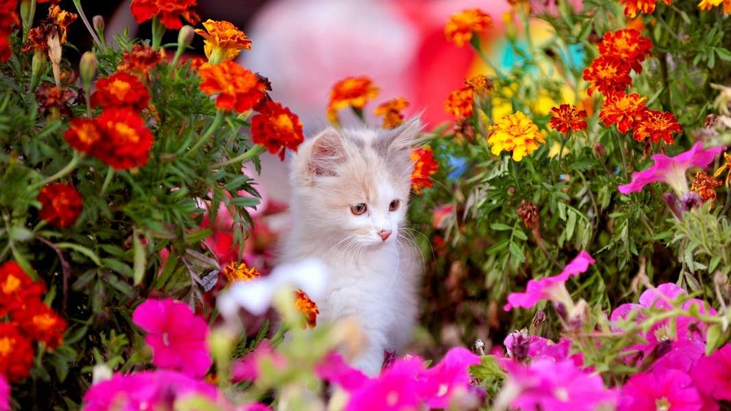 Kotě čichání po zahradě skládačky online