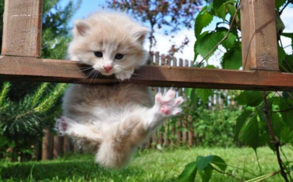 Babykattunge som klättrar ett staket pussel på nätet