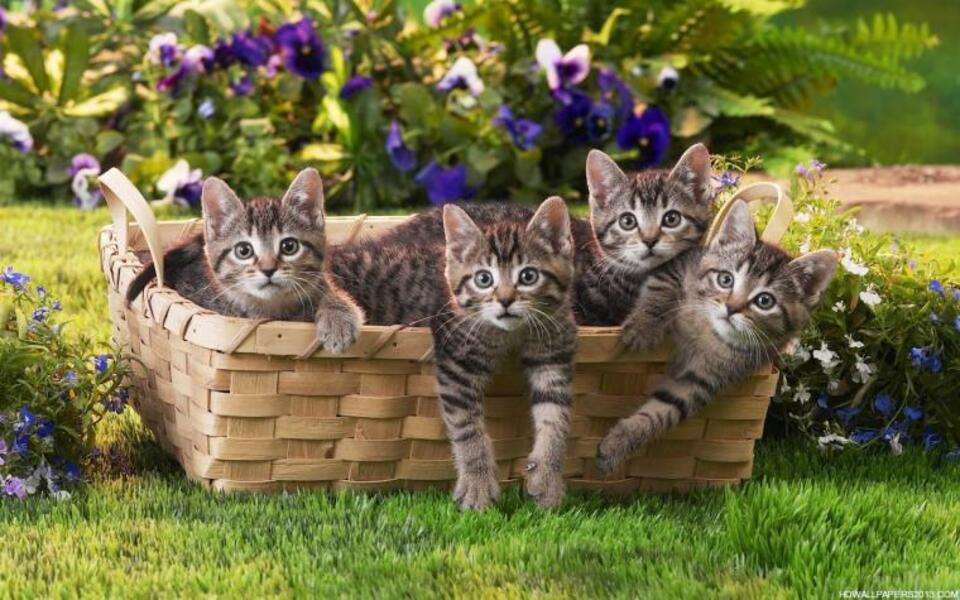 Čtyři malí koťatí bratři spolu online puzzle