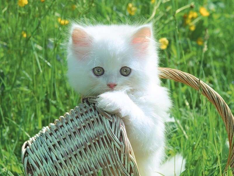 όμορφο λευκό γατάκι online παζλ