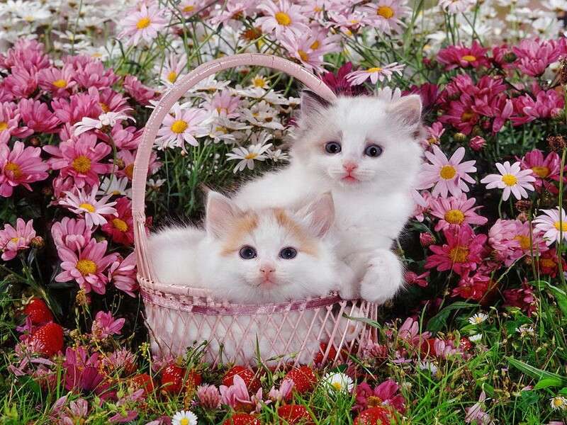 Два белых котенка в корзине пазл онлайн