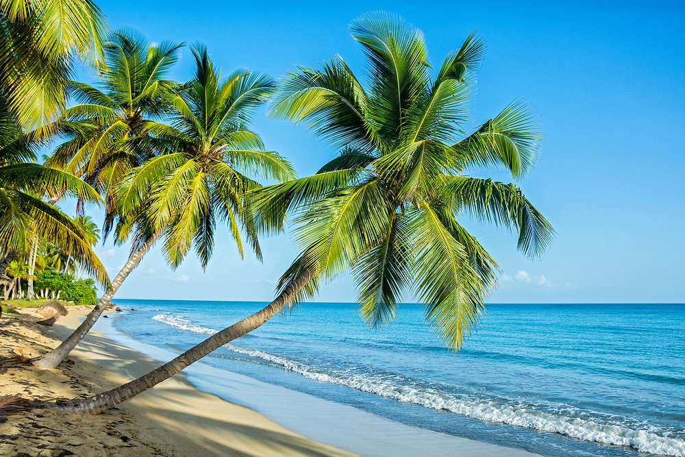 ilha com palmeira puzzle online