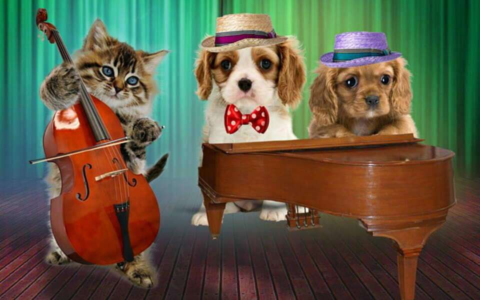 Коте и кученца изнасят концерт онлайн пъзел