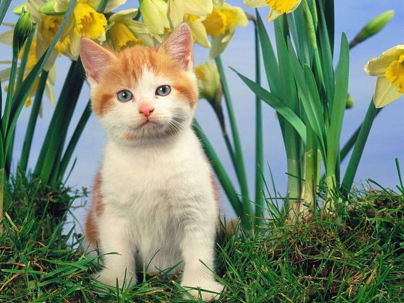 Нежный белый котенок с желтым онлайн-пазл