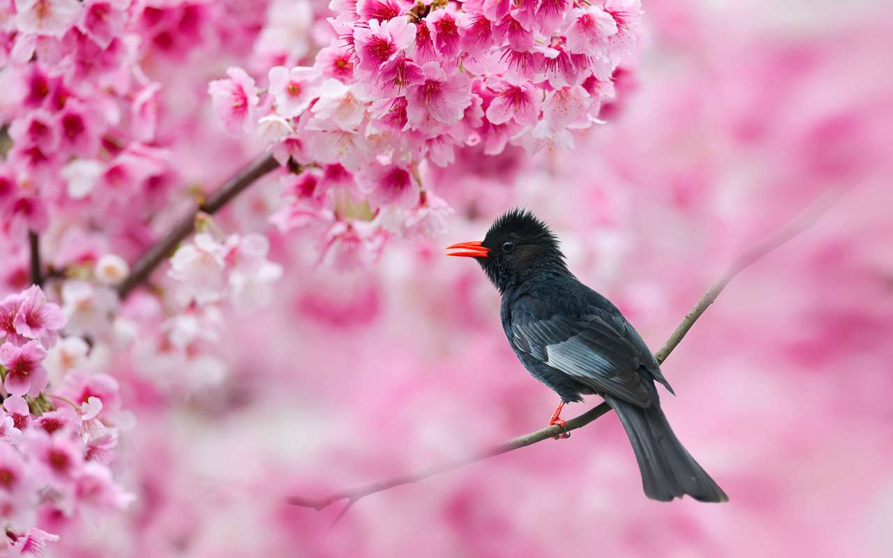 桜の木の黒いヒヨドリ-大判 オンラインパズル
