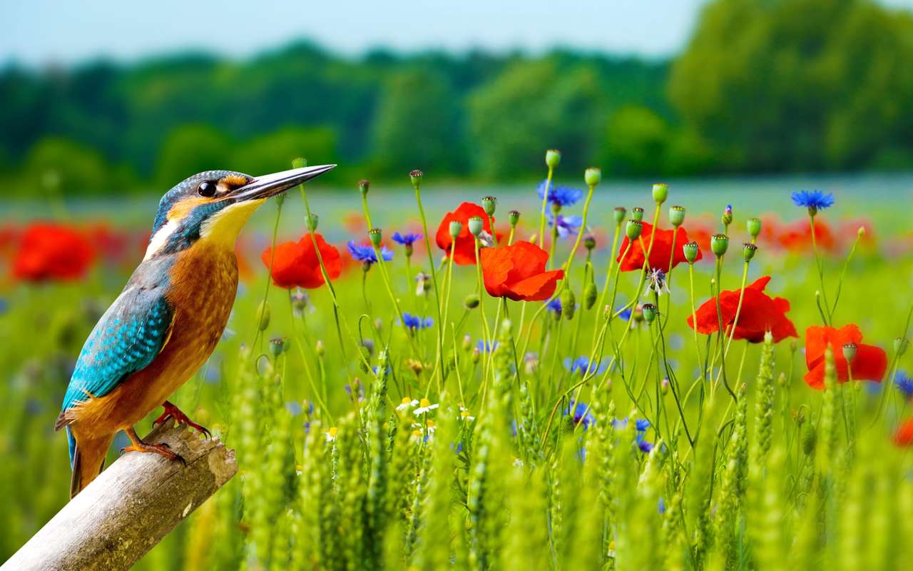 Kingfisher and messicole flowers - Large format jigsaw puzzle online