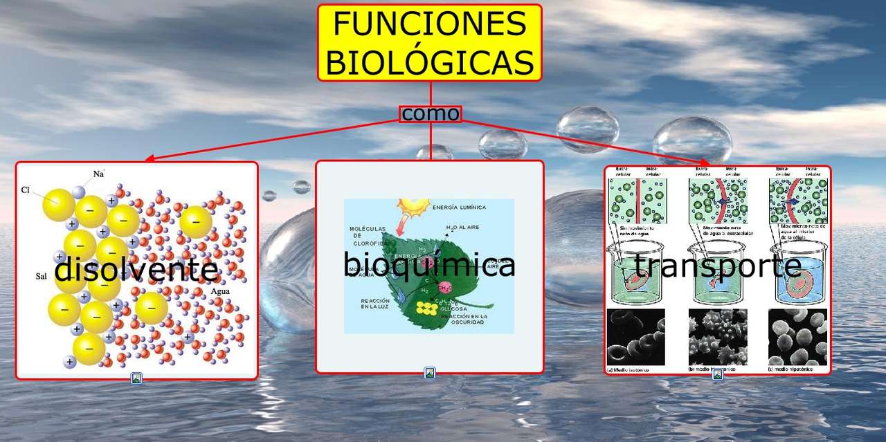 Funcțiile biologice ale apei puzzle online