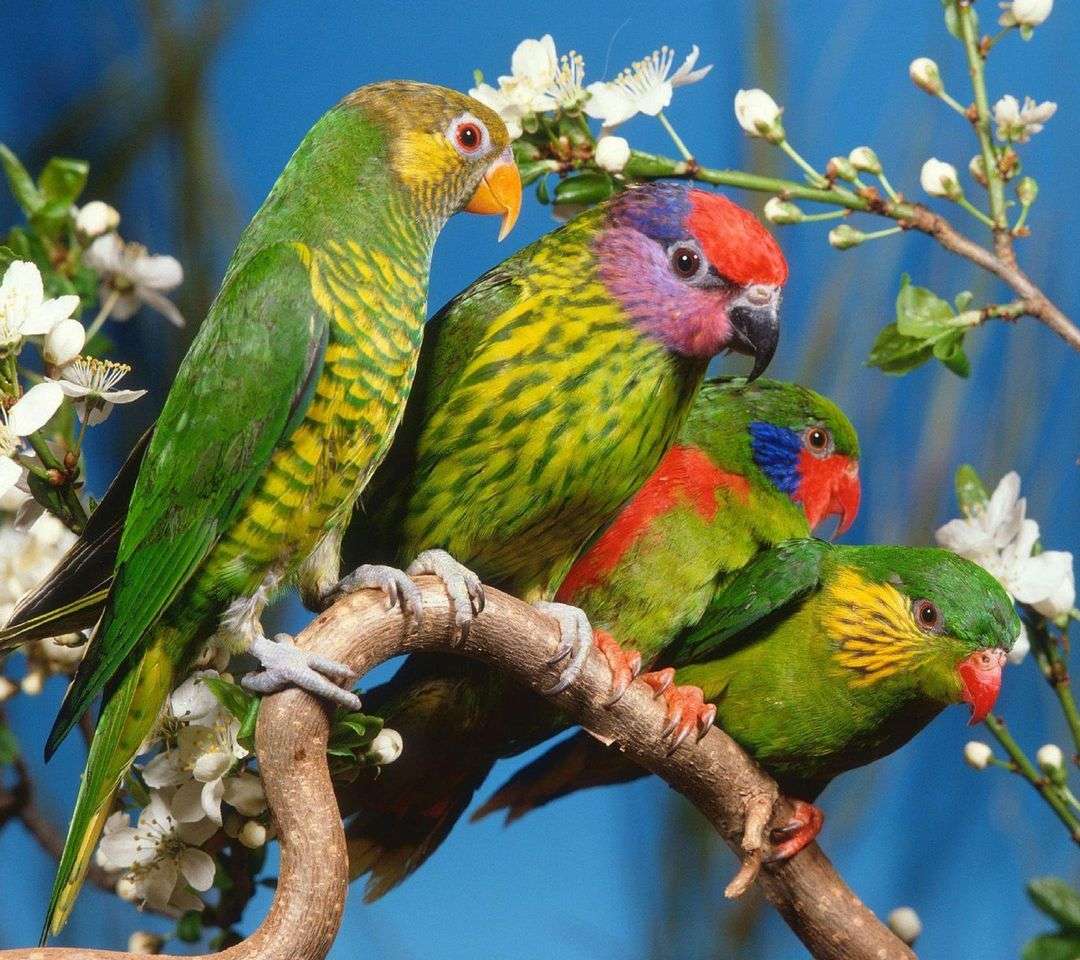 barevné papoušky skládačky online