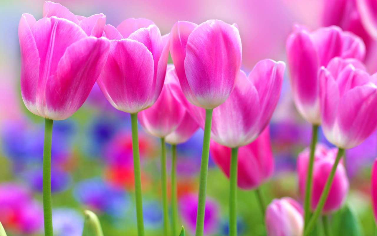 Alfombra de tulipanes rosas - Gran formato rompecabezas en línea