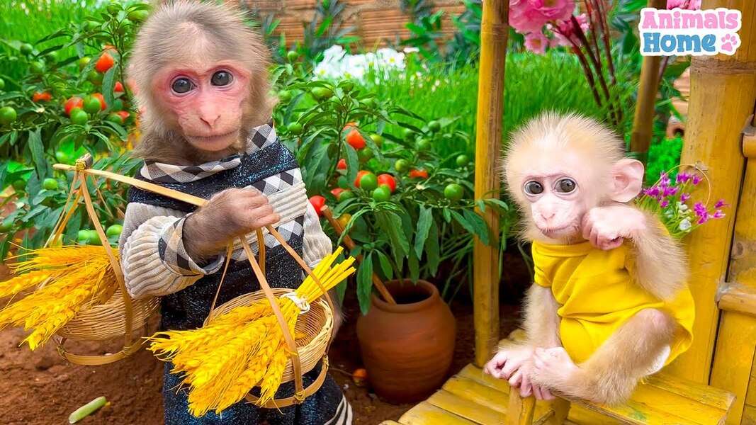 Tender Monkey Bibi #29 kirakós online