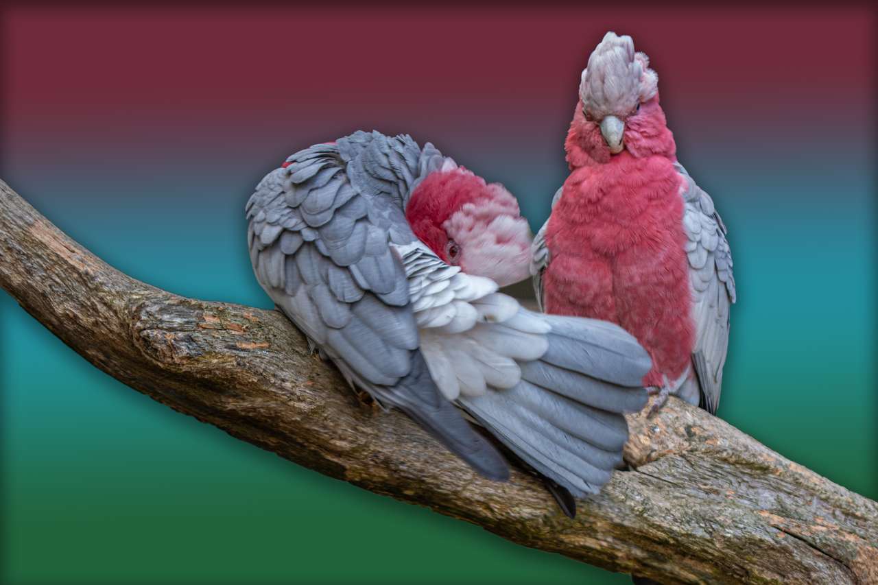 Roze papegaaien online puzzel