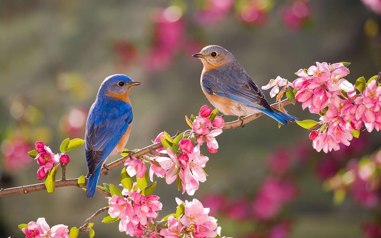 spring jigsaw puzzle online