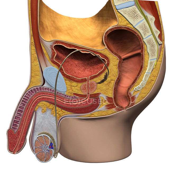Mužský reprodukční orgán skládačky online