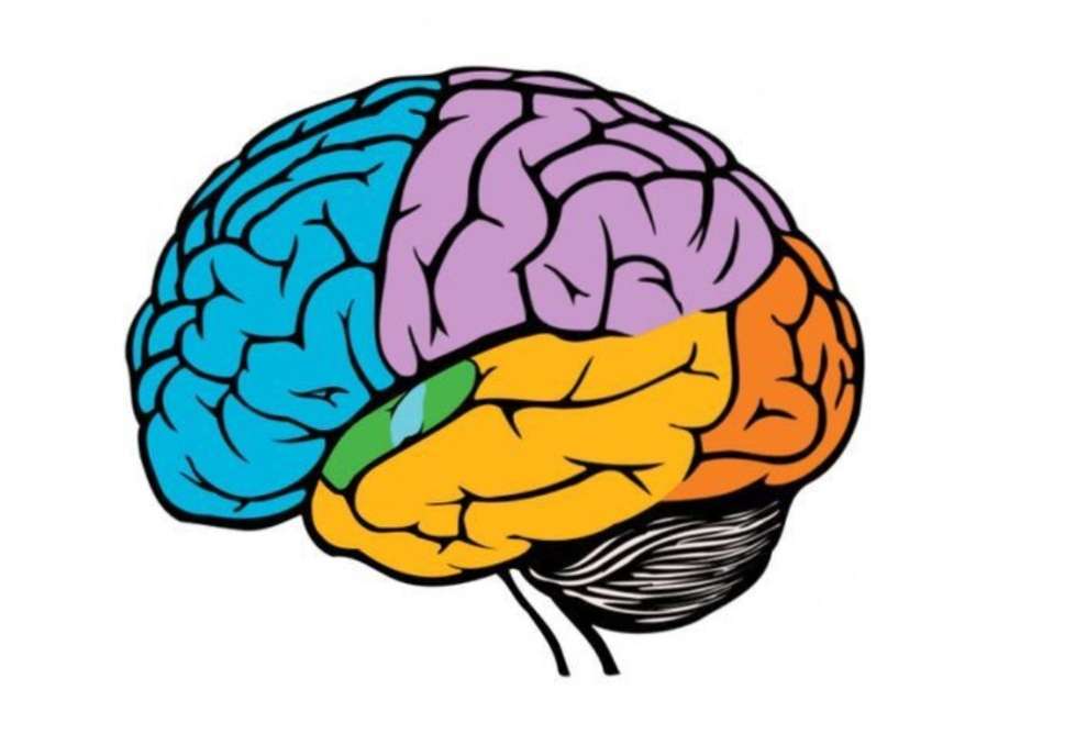 Mozek a jeho funkce skládačky online