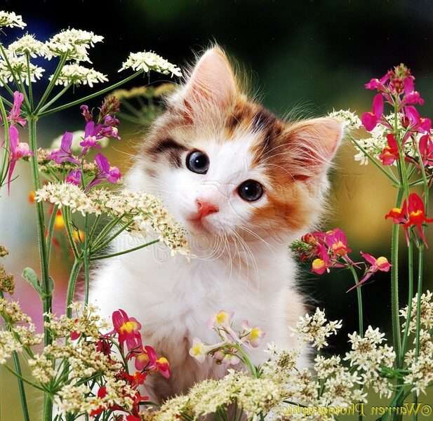 Kätzchen unter Blumen #1 Online-Puzzle