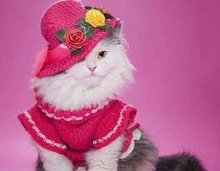 Дуже гарно одягнений котик №2 онлайн пазл