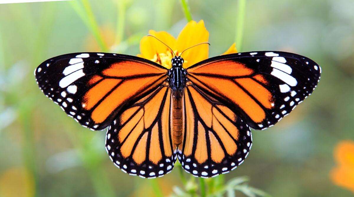 Monarkfjäril pussel på nätet