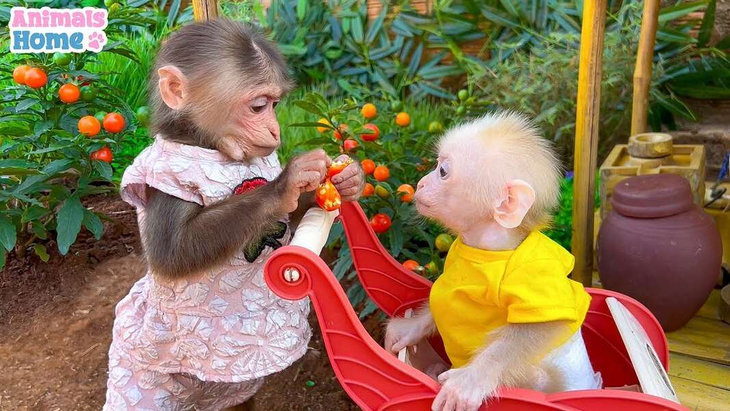 Tenera scimmia Bibi #34 puzzle online