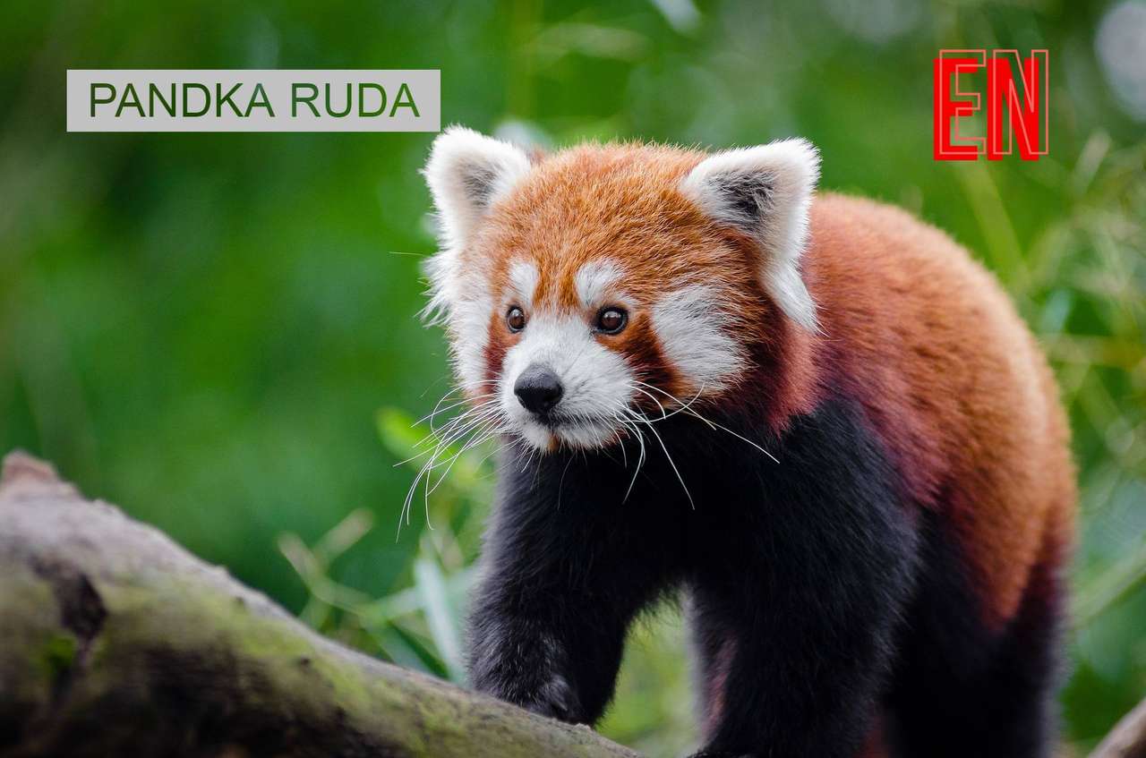 červená panda online puzzle