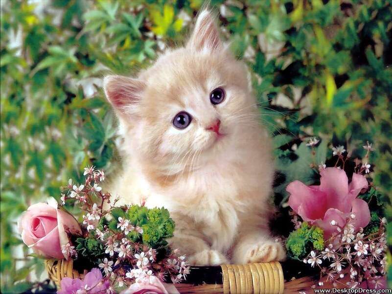 Bézs cica és virágok #6 kirakós online