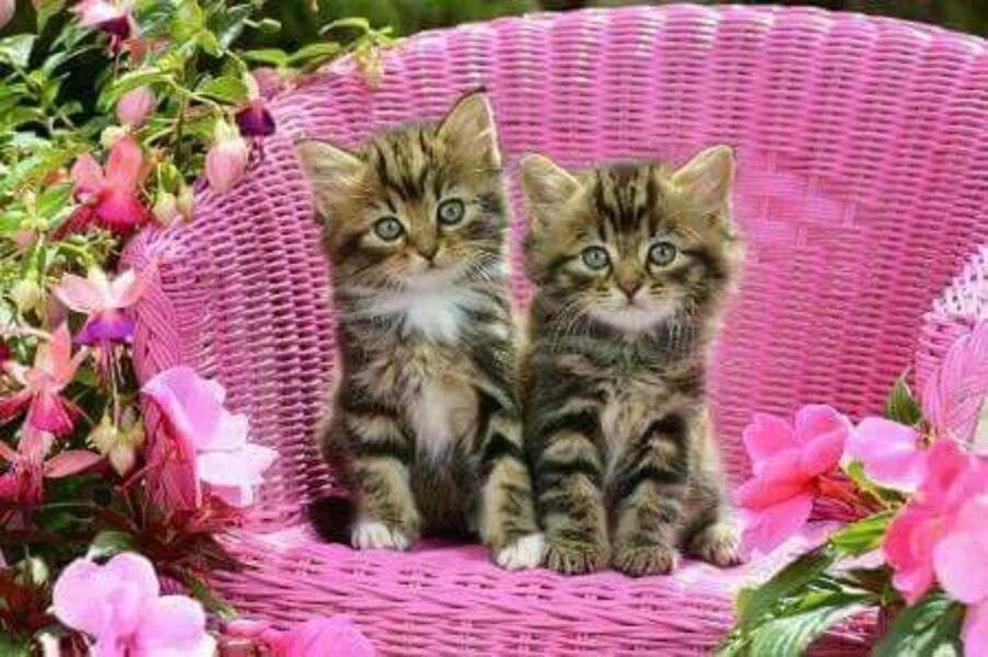 Kittens on fuchsia chair #7 online puzzle